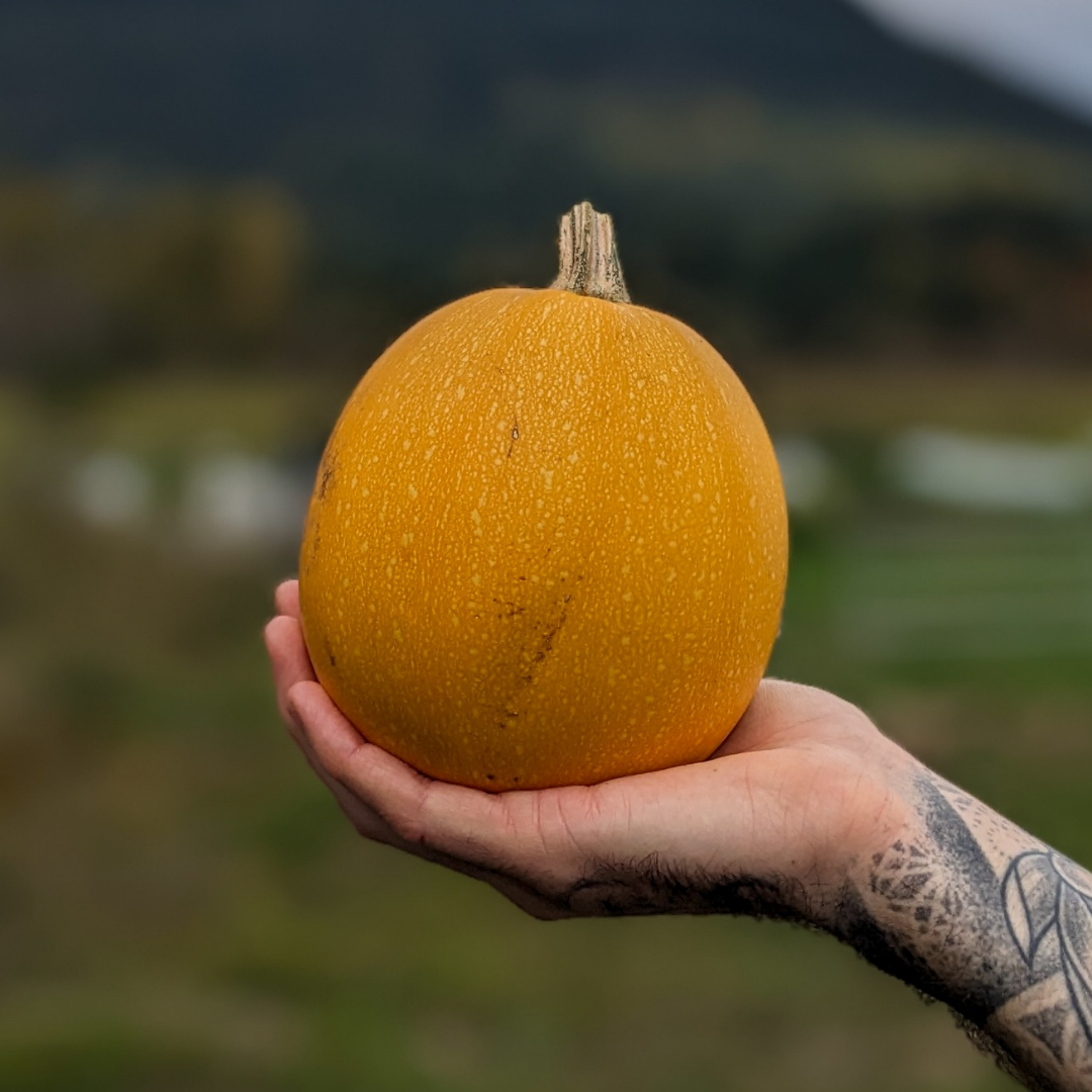 Squash - Spaghetti