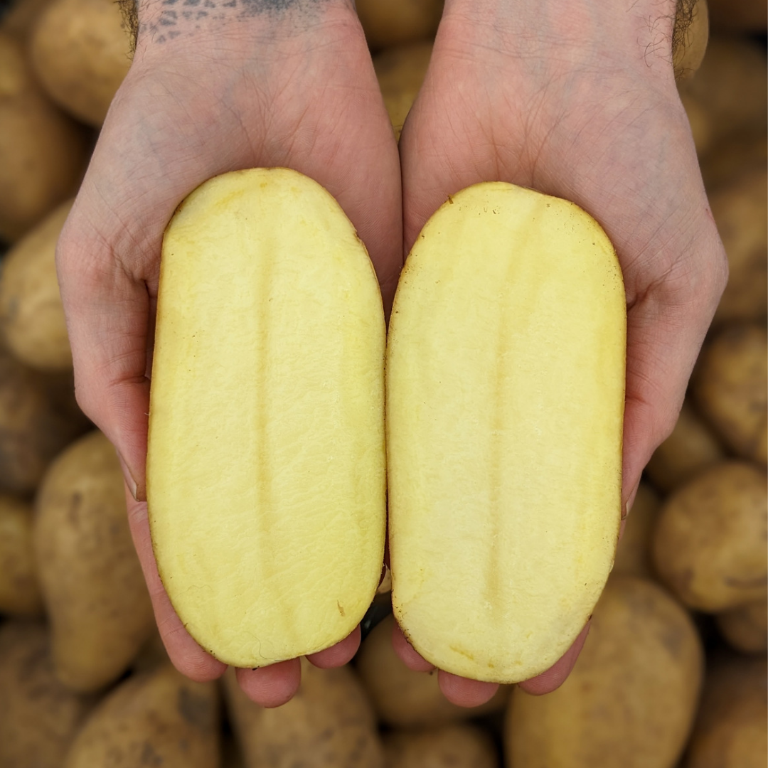 Potatoes - Kennebec