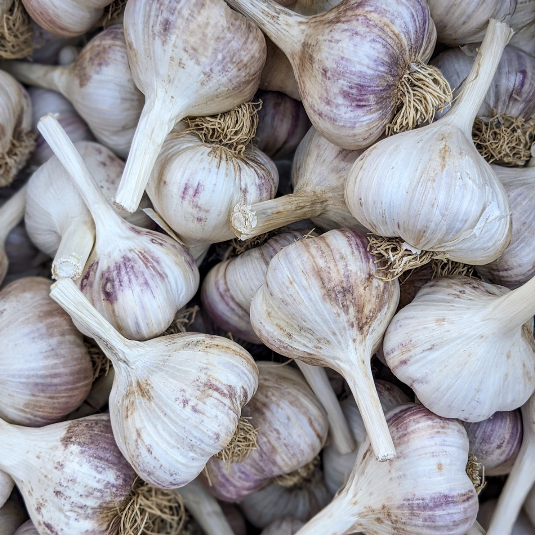 Garlic