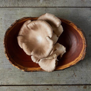 Mushroom- Elm Oyster - 1/3#