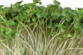 Microgreens - 1 oz