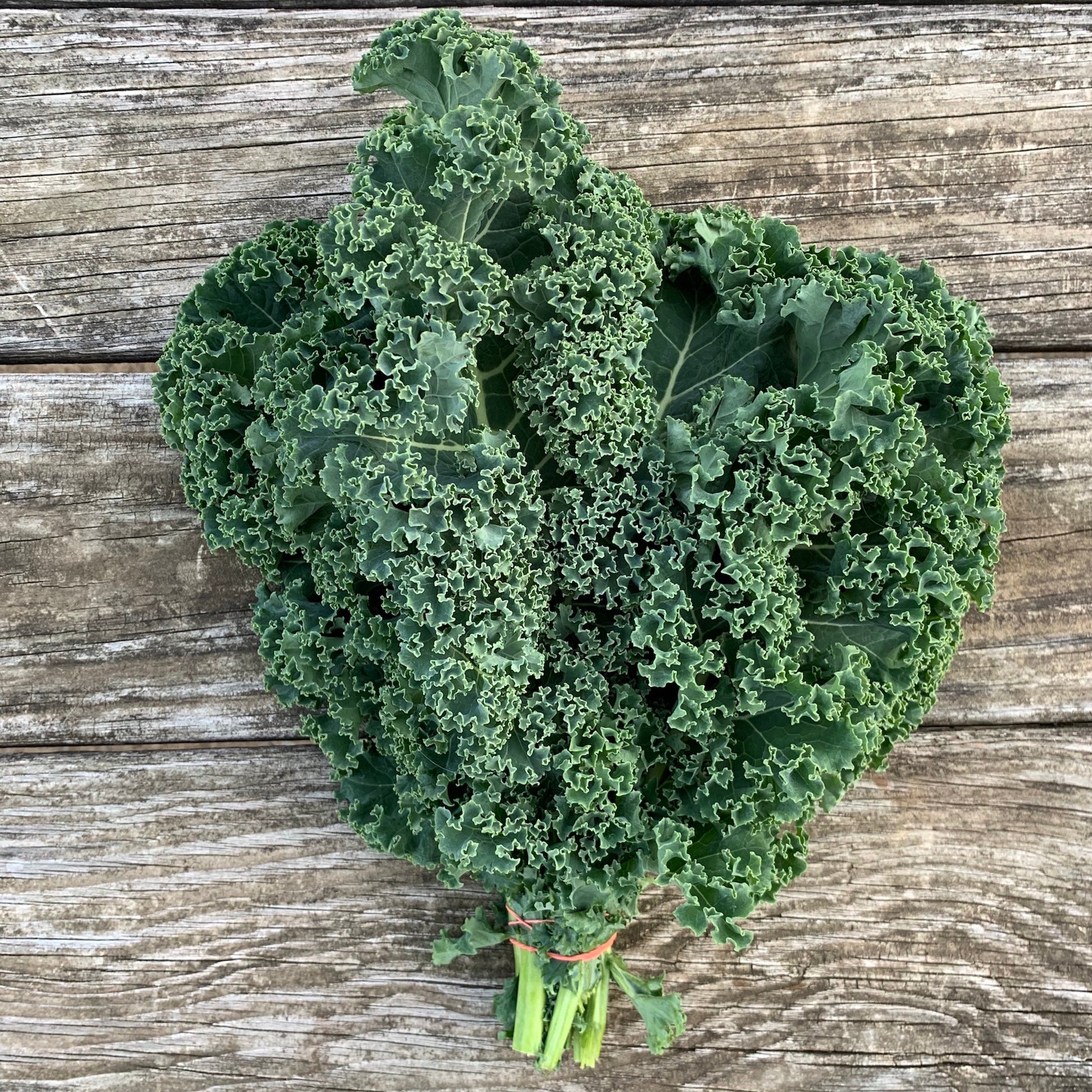 Kale - Curly