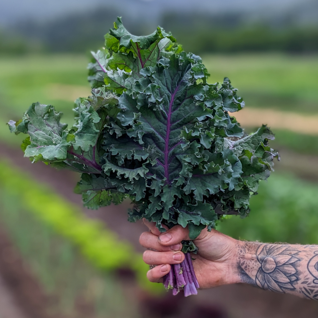 Kale - Red