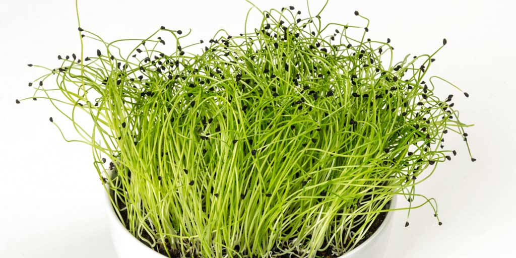 Microgreens