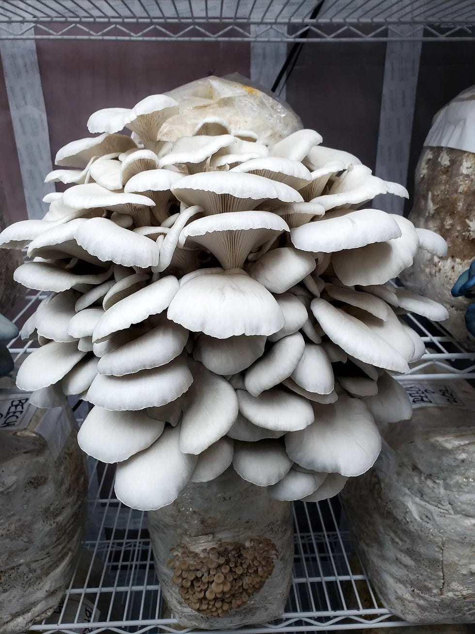 Mushroom- Snow White Oyster - 1/3#