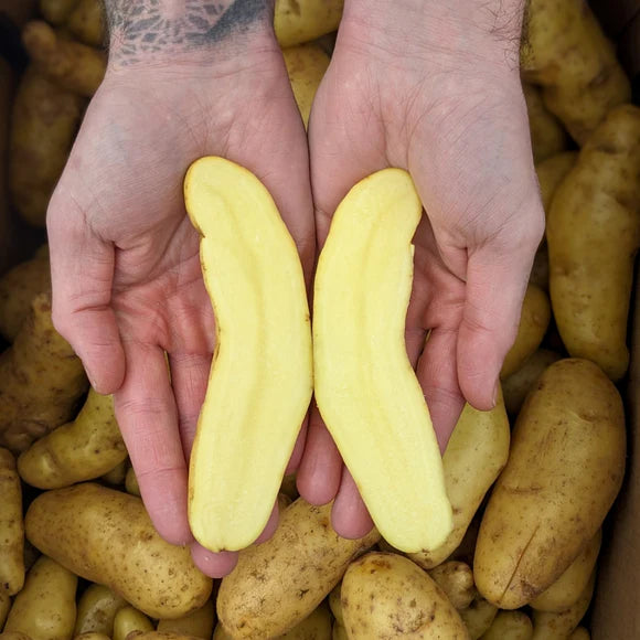 Potatoes - Fingerlings