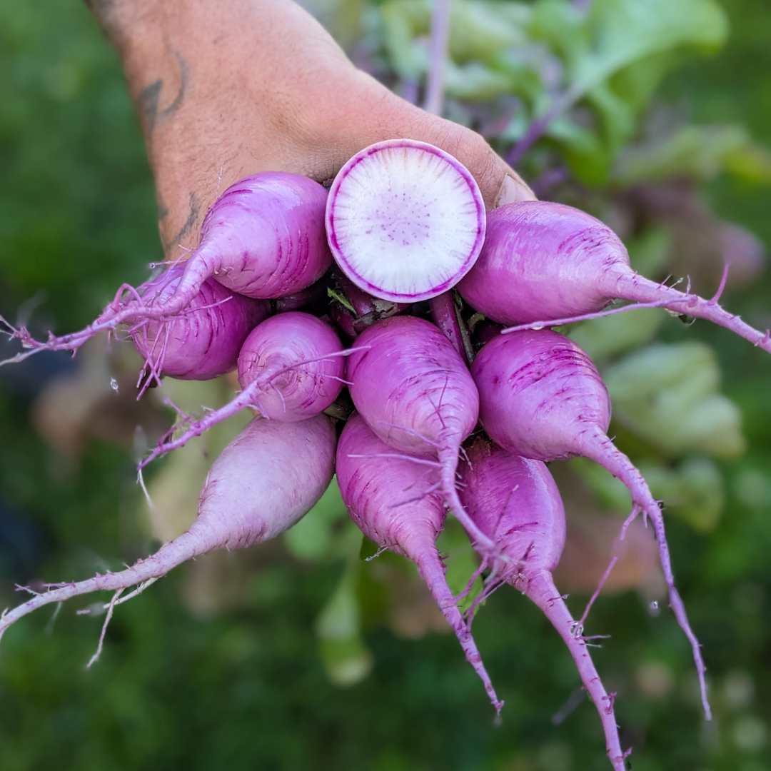 Radish - Purple